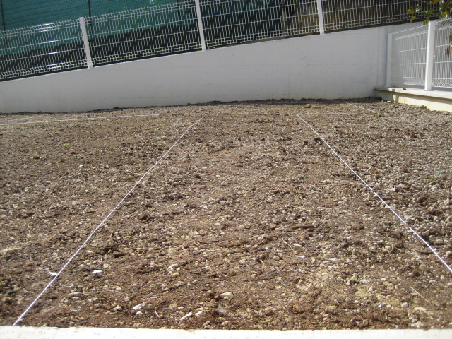 Il prato di dicondra – dichondra – smemorando Preparazione terreno per semina prato